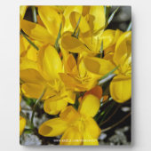 Gelbe Blume Fotoplatte (Vorderseite)