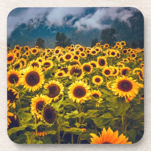 Gelbe Blume für Blumenfelder Getränkeuntersetzer (Vorderseite)