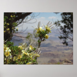 Gelbe Blume im Grand Canyon Poster