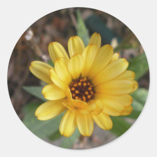 Gelbe Blume Kleinaufkleber Runder Aufkleber