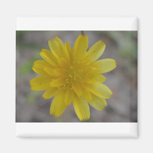 Gelbe Blume Magnet