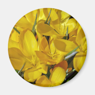 Gelbe Blume Magnet