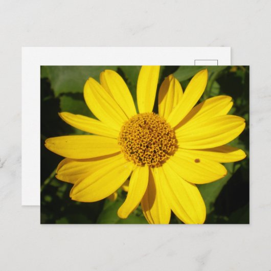 Gelbe Blume mit grünem Blattwerk Postkarte (Vorne/Hinten)