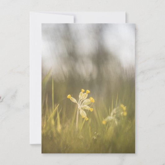 Gelbe Blume Naturfotokarte (Vorderseite)