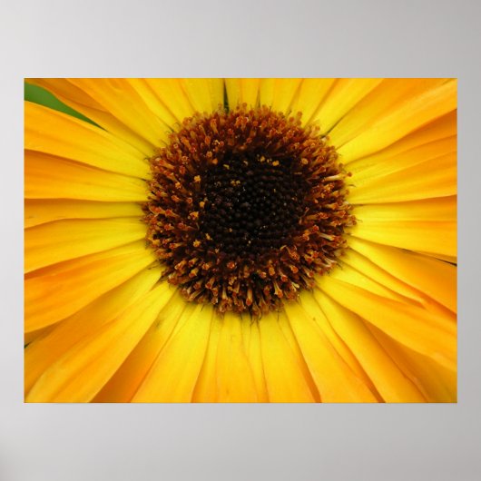 gelbe Blume Poster (Vorne)