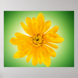 Gelbe Blume Poster