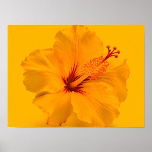 Gelbe Blume Poster (Vorne)