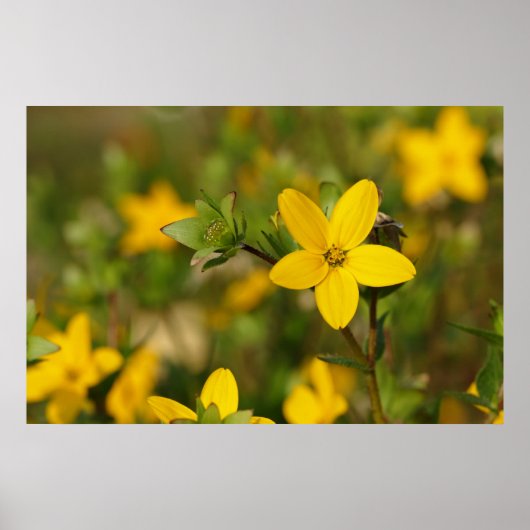 Gelbe Blume Poster (Vorne)