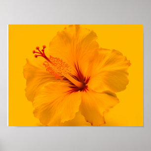 Gelbe Blume Poster
