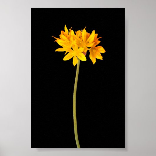 Gelbe Blume Poster (Vorne)