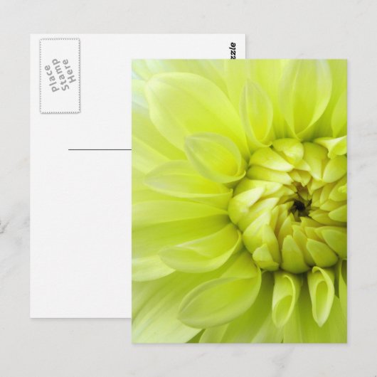 Gelbe Blume Postkarte (Vorne/Hinten)