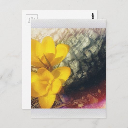 Gelbe Blume Postkarte (Vorne/Hinten)