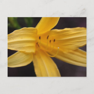 gelbe Blume Postkarte