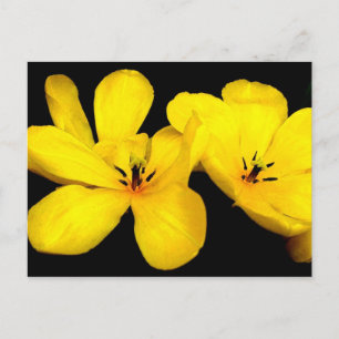 Gelbe Blume Postkarte