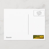 Gelbe Blume Postkarte (Rückseite)