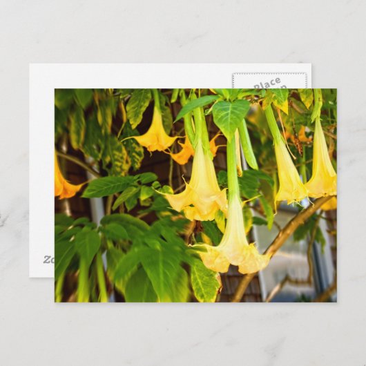 gelbe Blume Postkarte (Vorne/Hinten)