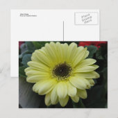 Gelbe Blume Postkarte (Vorne/Hinten)