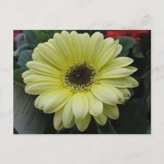 Gelbe Blume Postkarte (Vorderseite)