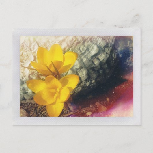 Gelbe Blume Postkarte (Vorderseite)
