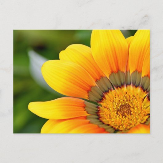 Gelbe Blume Postkarte (Vorderseite)