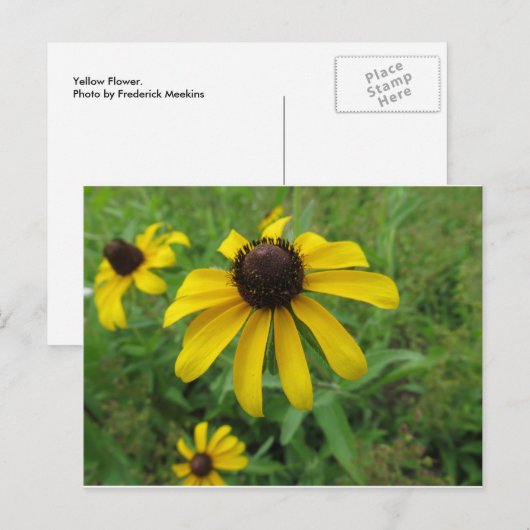 Gelbe Blume Postkarte (Vorne/Hinten)