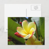 Gelbe Blume Postkarte (Vorne/Hinten)