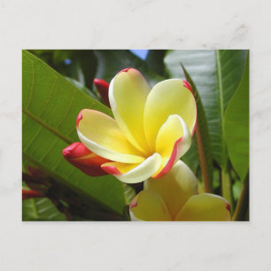 Gelbe Blume Postkarte