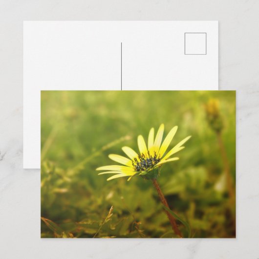 Gelbe Blume Postkarte (Vorne/Hinten)