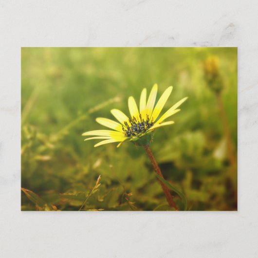Gelbe Blume Postkarte (Vorderseite)