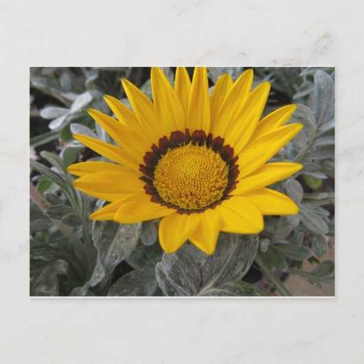 Gelbe Blume Postkarte (Vorderseite)