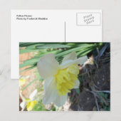 Gelbe Blume Postkarte (Vorne/Hinten)