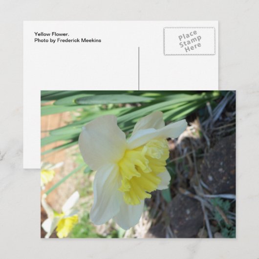 Gelbe Blume Postkarte (Vorne/Hinten)