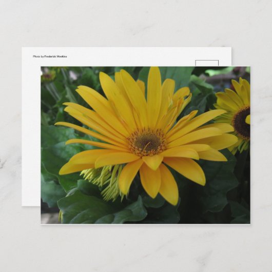 Gelbe Blume Postkarte (Vorne/Hinten)
