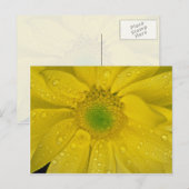 Gelbe Blume Postkarte (Vorne/Hinten)