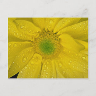 Gelbe Blume Postkarte