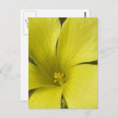 Gelbe Blume Postkarte (Vorne/Hinten)