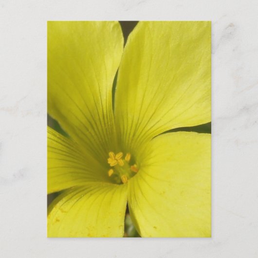 Gelbe Blume Postkarte (Vorderseite)