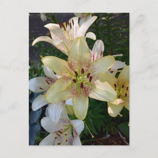 Gelbe Blume Postkarte (Vorderseite)