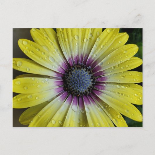 Gelbe Blume Postkarte (Vorderseite)