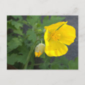 Gelbe Blume Postkarte (Vorderseite)