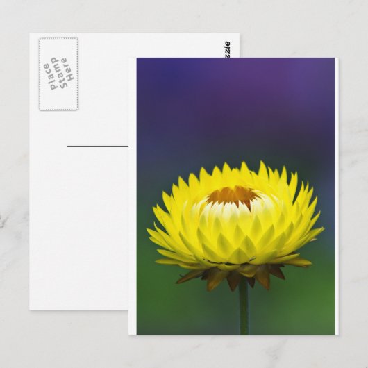 Gelbe Blume Postkarte (Vorne/Hinten)