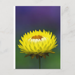 Gelbe Blume Postkarte