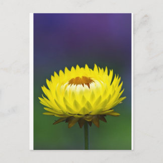 Gelbe Blume Postkarte