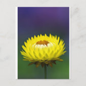 Gelbe Blume Postkarte (Vorderseite)