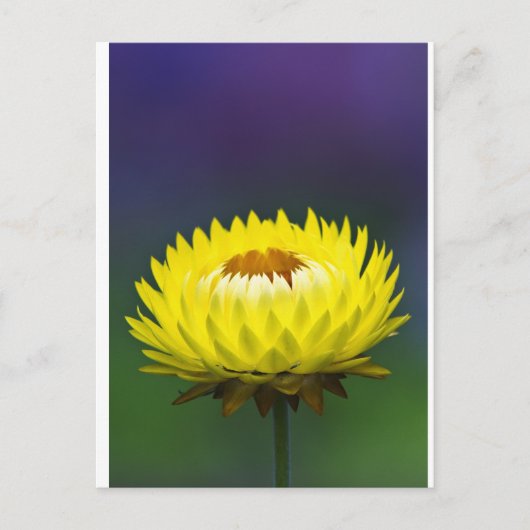 Gelbe Blume Postkarte (Vorderseite)
