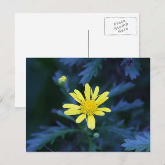 gelbe Blume Postkarte (Vorne/Hinten)