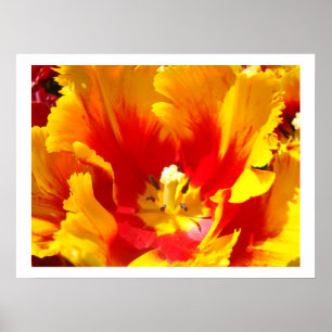 Gelbe Blume Rote Tulip Bläserne Kunstdrucke Poster