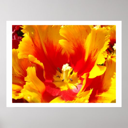 Gelbe Blume Rote Tulip Bläserne Kunstdrucke Poster (Vorne)