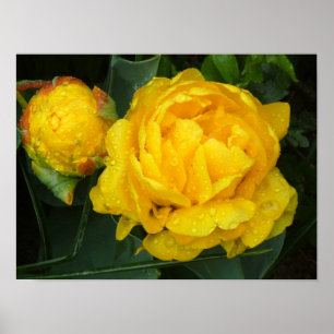 Gelbe Blume vom Keukenhof Park Poster