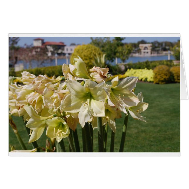 Gelbe Blumen (Vorderseite (Horizontal))